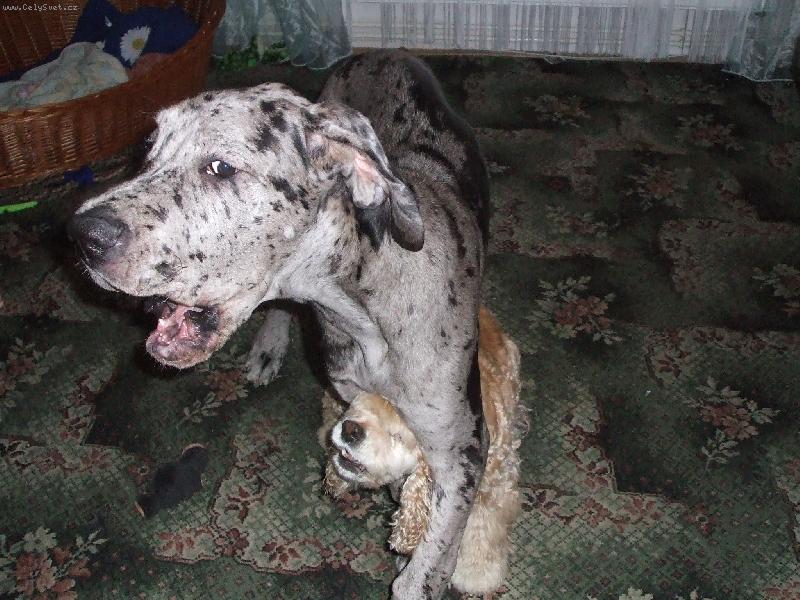 Foto: saň dvojhlavá