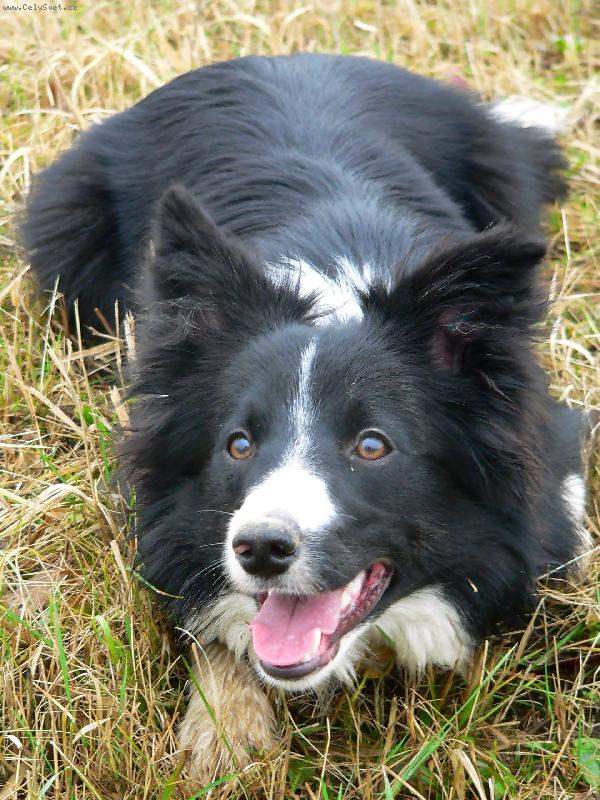 Foto: Boriga Corrie Mintaka-borgia hlídá