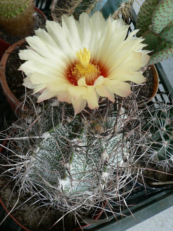 Foto: kvetoucí kaktus-v plné kráse