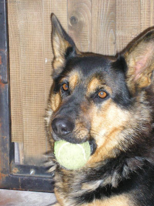 Foto: Psík-psík s hračkou