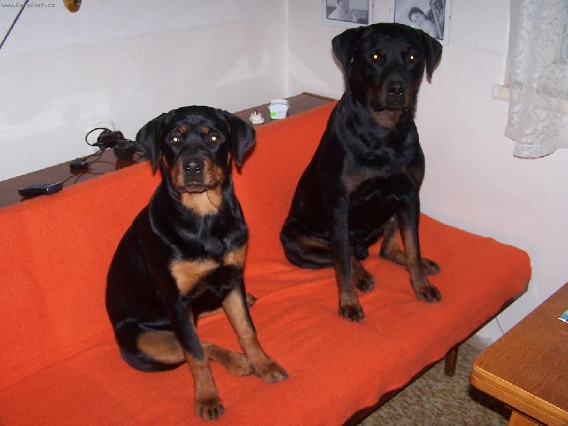 Foto: moji chlupáči-Beny a Vendy