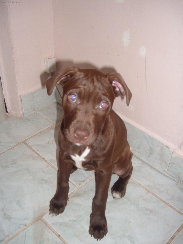 Foto: pitbullka-už bych chtěla ven pánešku