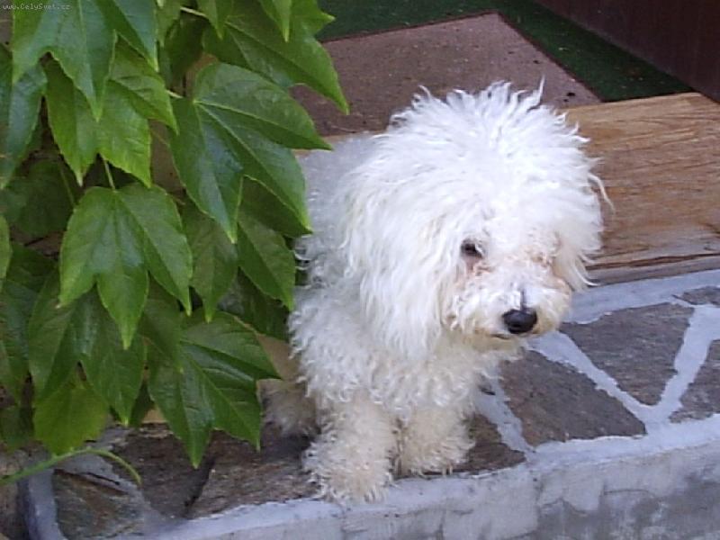 Foto: Snad se v tom psím víně neztratím-Snad se v tom psím víně neztratím