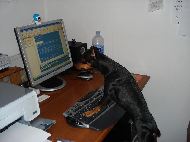 Foto: Molly studuje-Kdyz se Molly uci, nikdo ji nesmi rusit