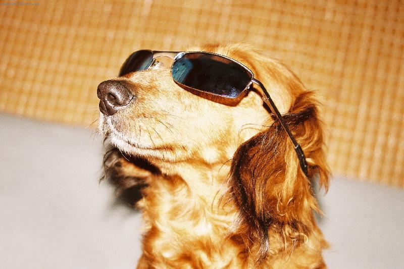 Foto: Móda slunečních brýlí