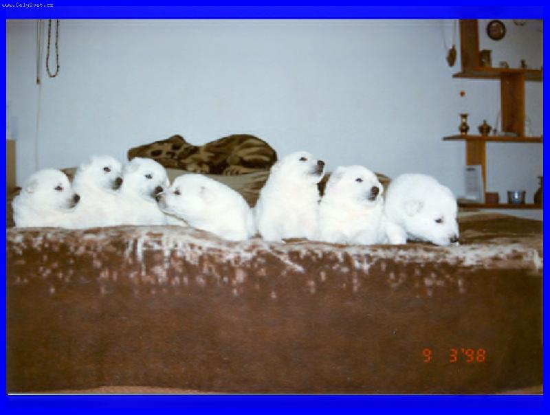 Foto: štěňátka