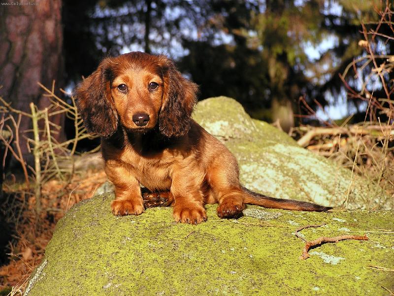 Foto: Áda-Áda na kamenu