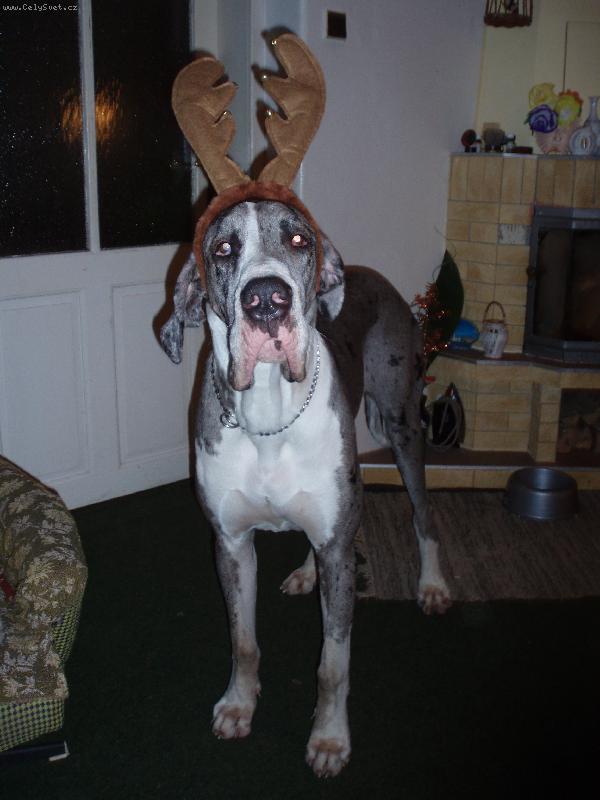 Foto: Veselé Vánoce