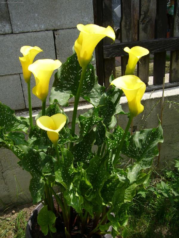 Foto: Komu se nelení, tomu se lutí-Kala