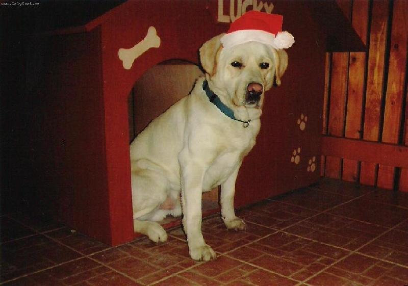 Foto: Náš pejsek Lucky jako Santa Claus