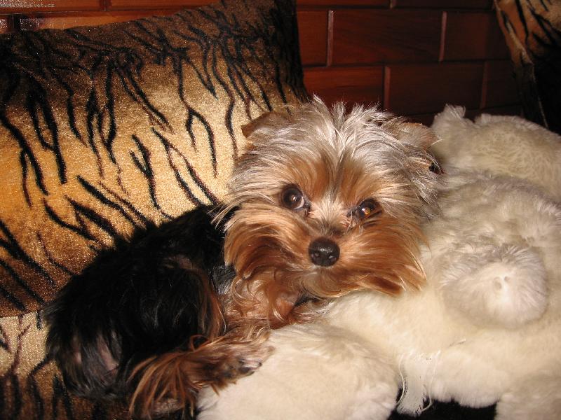 Foto: Endy-Endy hajinká