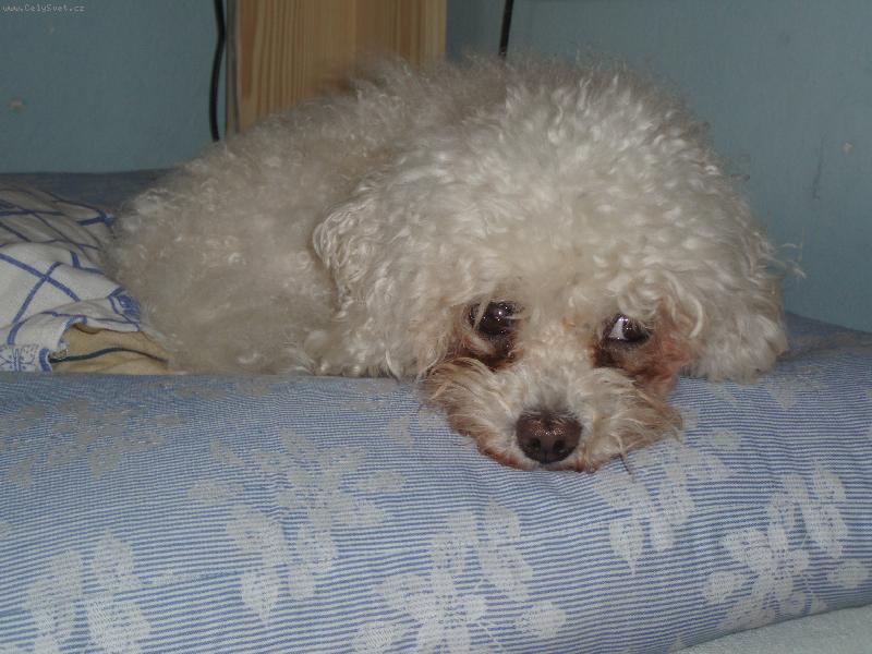 Foto: Náš Beniček-toto je naše srdíčko