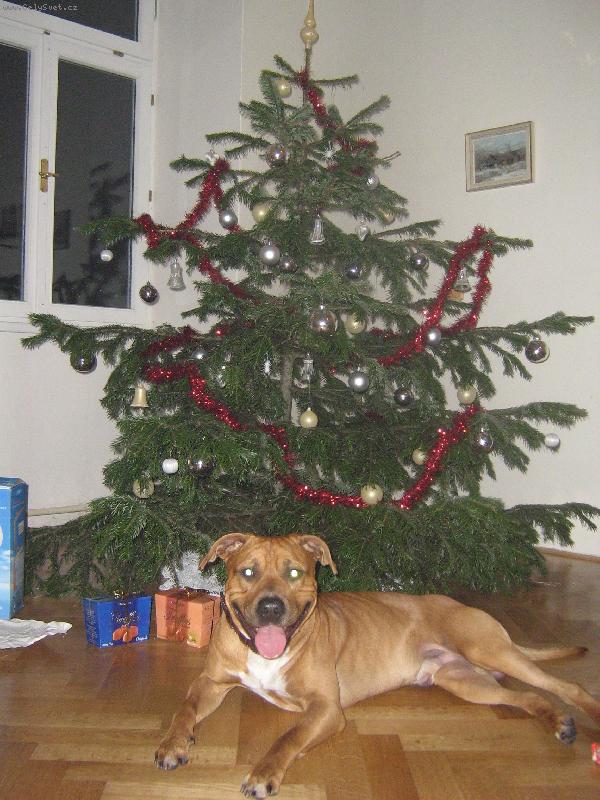 Foto: Náš Argošek je za všechny dárky světa