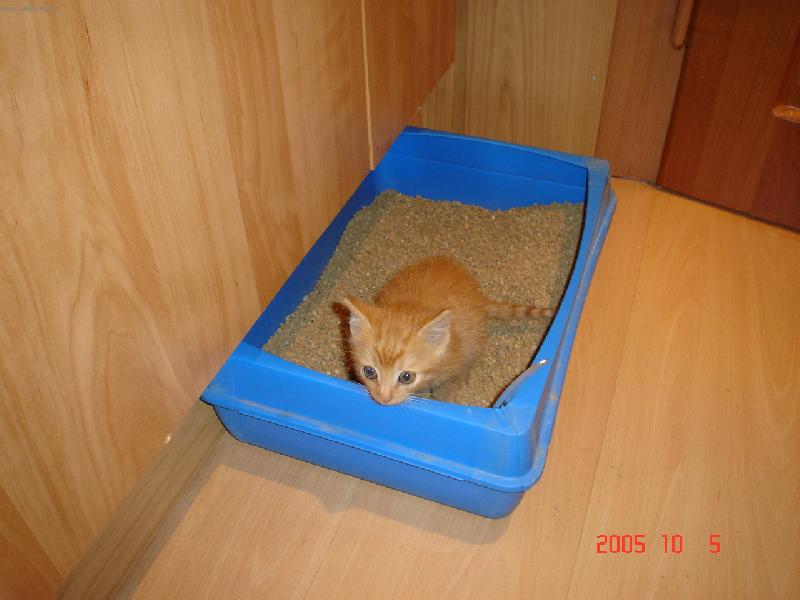 Foto: Malý Honzík-to koukáte co?Jak jsem šikovný