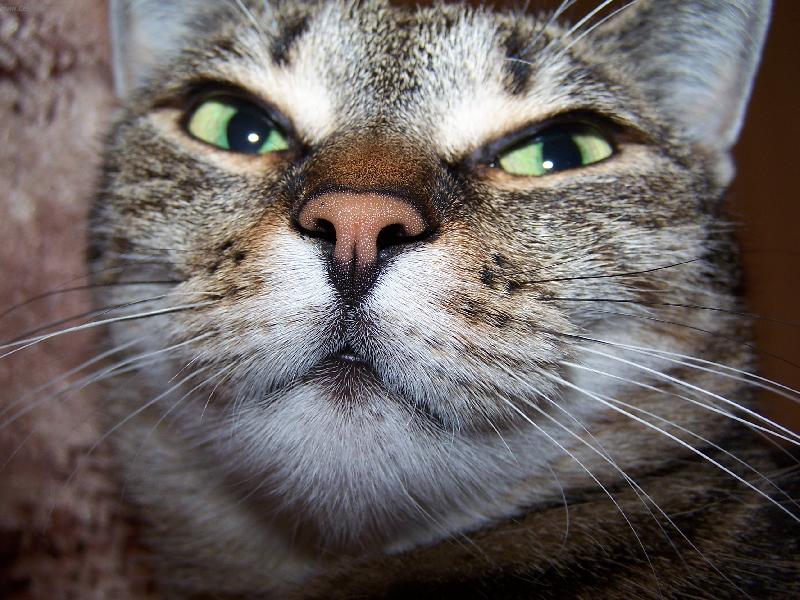 Foto: Mery I.-Buddha Osvícený