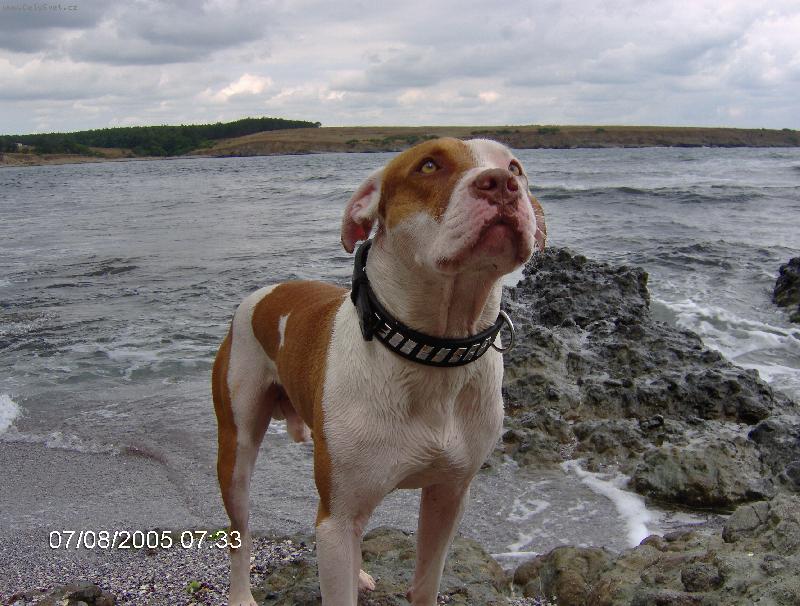 Foto: trosečník-Cezar leze z vody