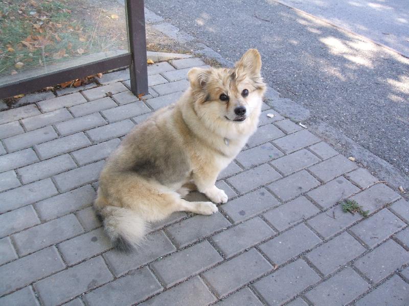 Foto: Beníček-Beníček čeká na autobus