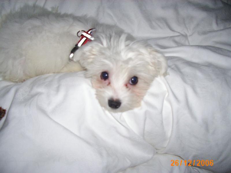 Foto: Moc ráda odpočívám se svou paničkou-Aishinka