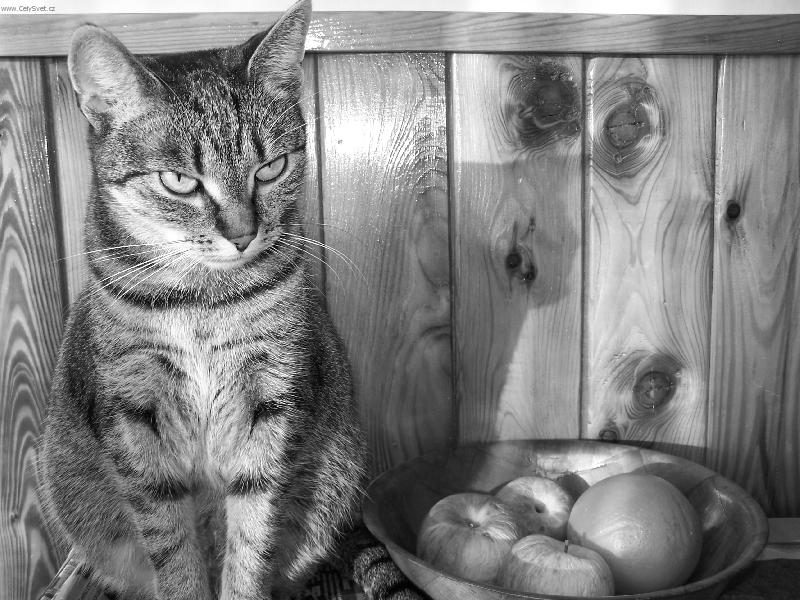 Foto: Meruška I.-Neviditelná