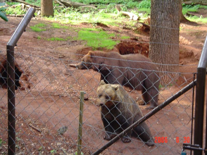 Foto: Medvídci z Chomutovského zooparku