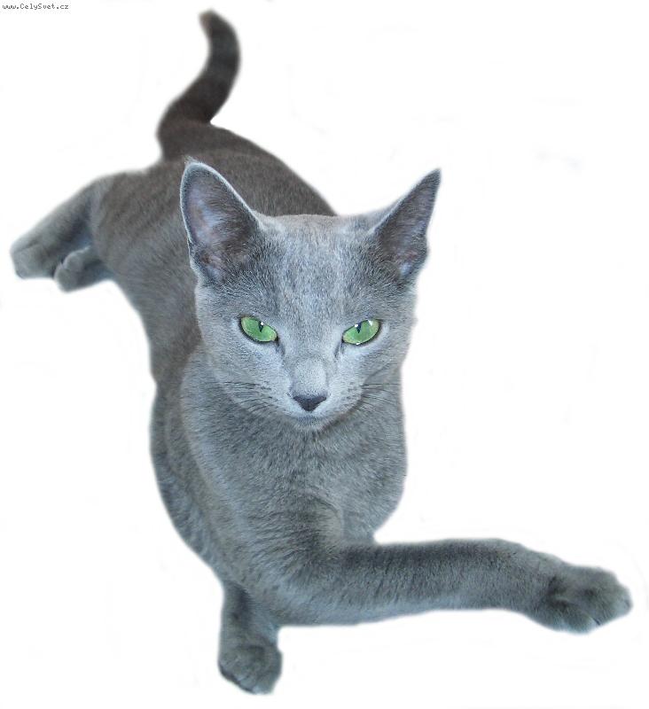 Foto: ruská lady-kráska