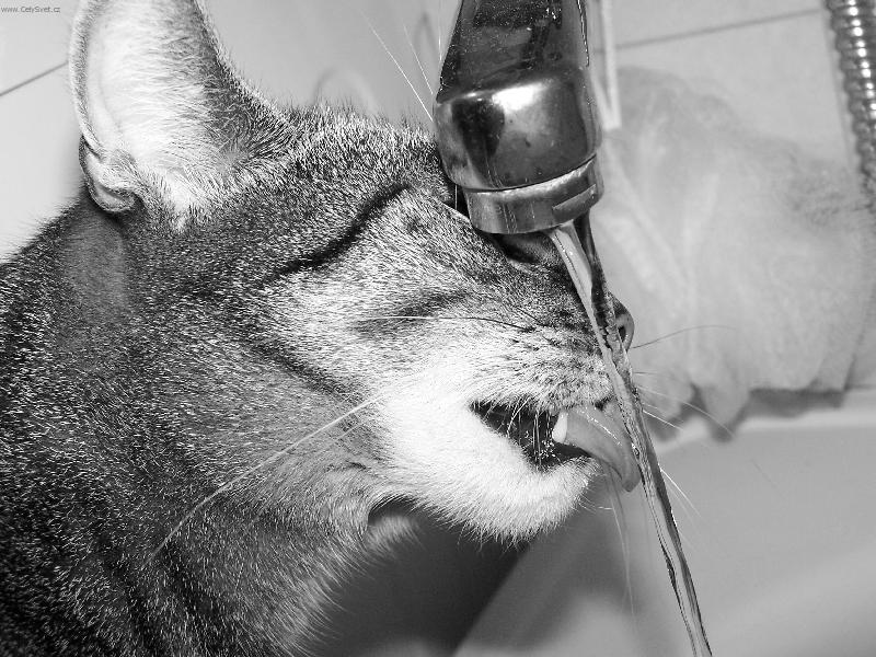 Foto: Milka I.-Pramenitou, prosím.