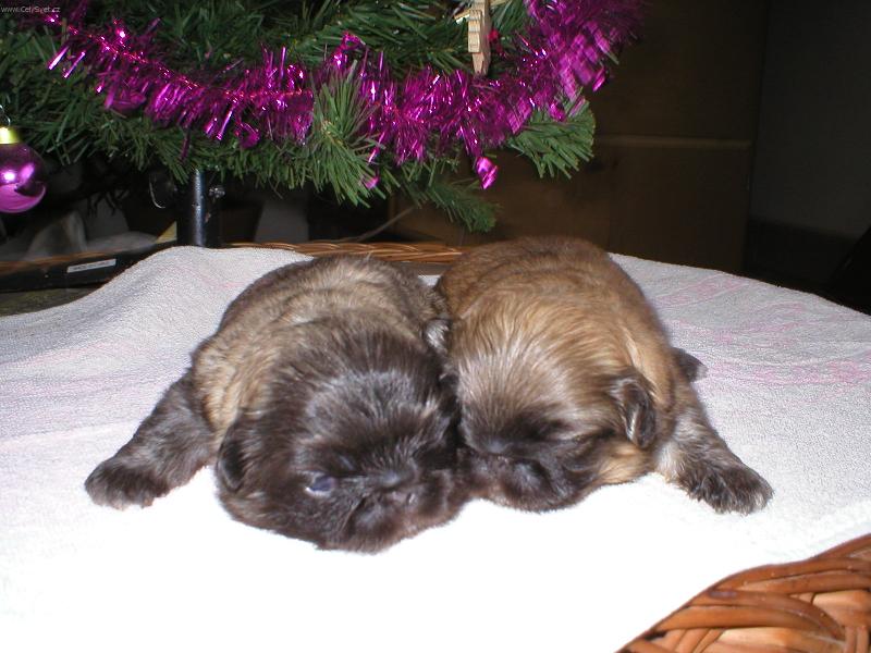 Foto: Wrinkley Boy of a Whitney Lady of Bohemia Orchis-štěňátka, narozena 20.12.2005