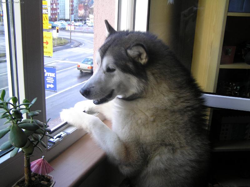 Foto: Tam je věcí!!!!!!-Nejraději má jízdu autem a pohled z okna!