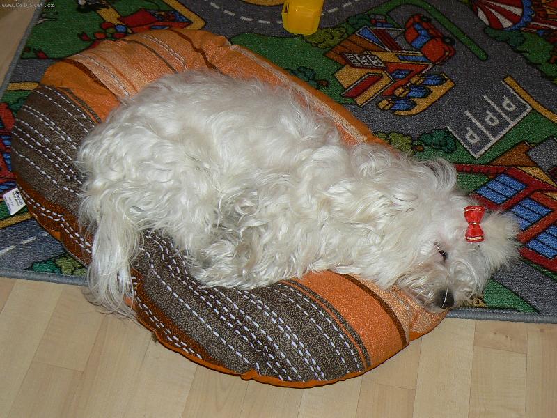 Foto: Vianoce-Vianočná únava