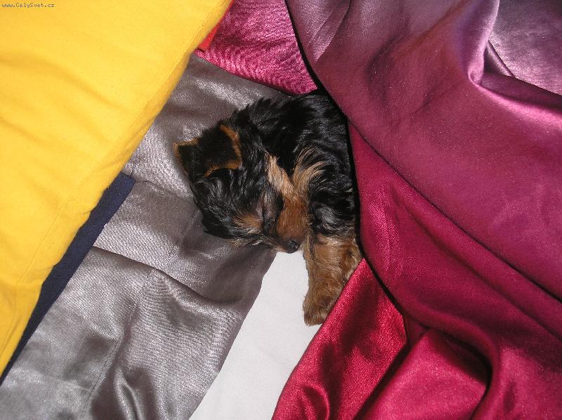 Foto: Spící andílek