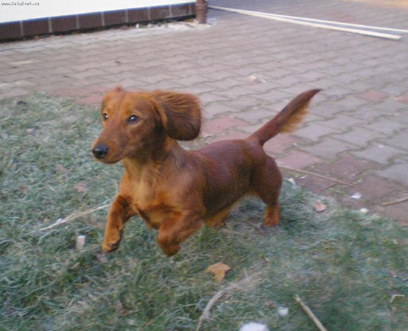 Foto: Eliška-Moje malá Eliška na zahradě..