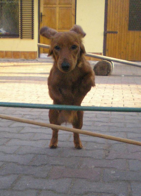 Foto: Šídlo-Mám to ale šikovného pejska...