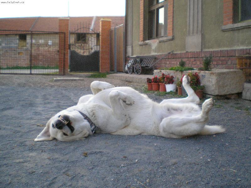 Foto: Beníček...-Odpolední siesta