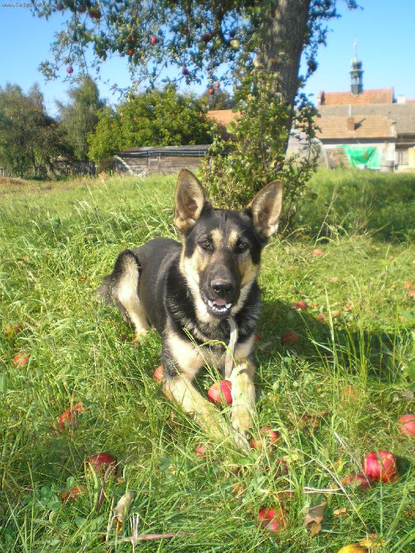 Foto: Krásnej pes-Jméno si bohužel nepamatuju,ale krásnej je...