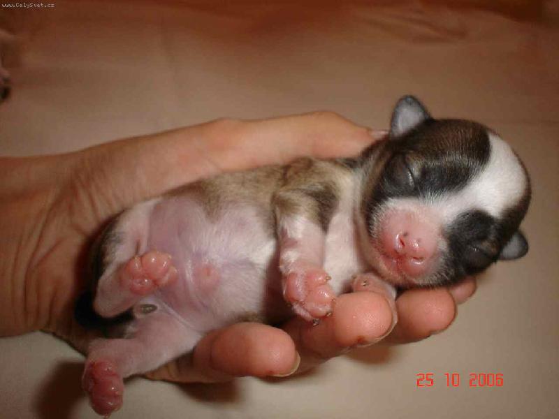 Foto: Štěstí v dlaních.-Naše první odchované čivaví štěňátko.
