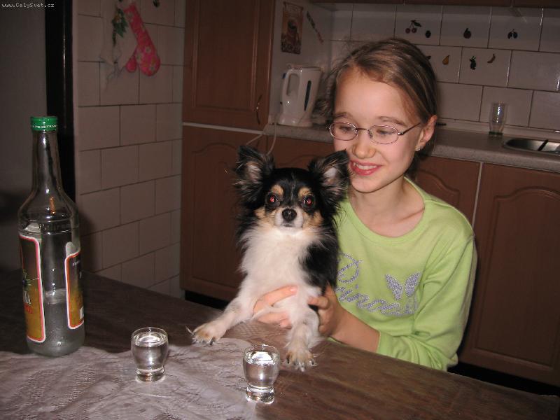 Foto: čivava slaví silvestr