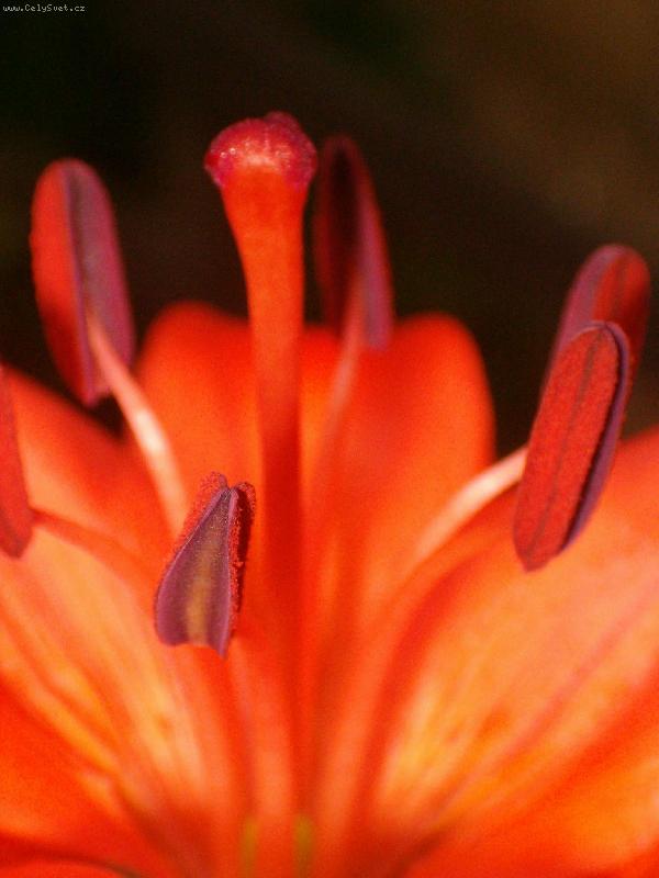 Foto: Pestík a tyčinky