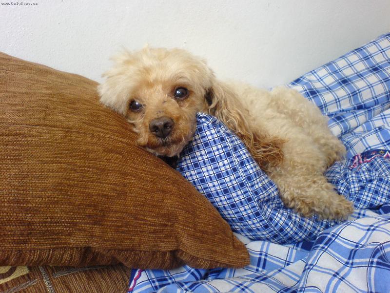 Foto: Kelly-při odpočinku