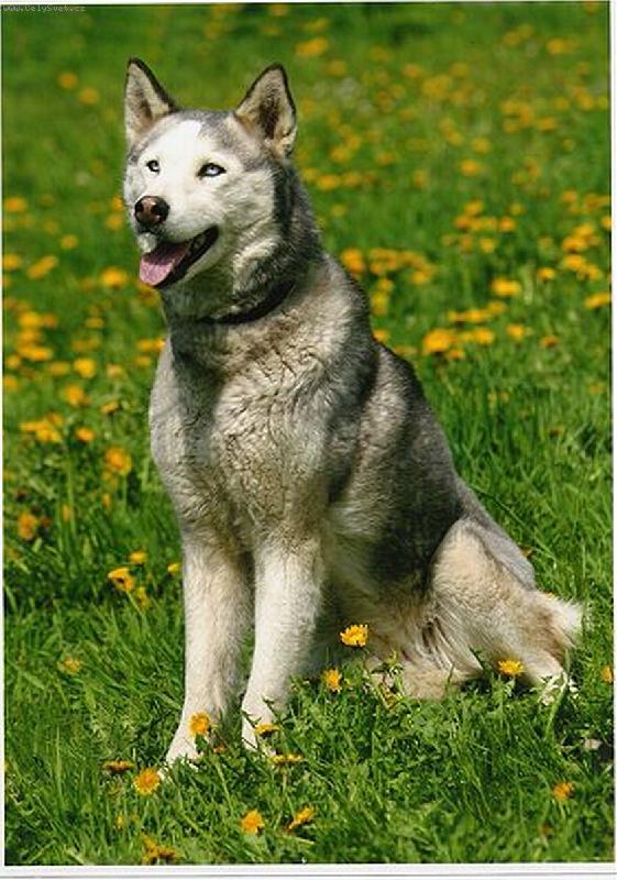 Foto: Modelka-Elsa Jozika CS