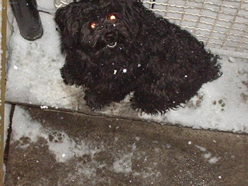 Foto: (Neznámý plemeno) Zima-Jak se vám líbí...?