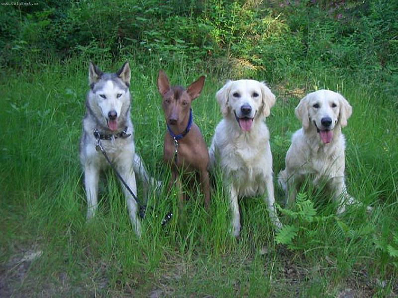 Foto: Správná čtyrka-Elsička, Jedík, Ponnynka, Luckytka