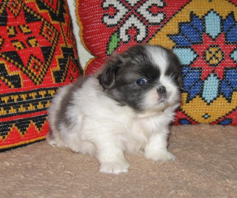 Foto: štěňátko, věk - pět týdnů-ZUCKER BABY od Macháčků