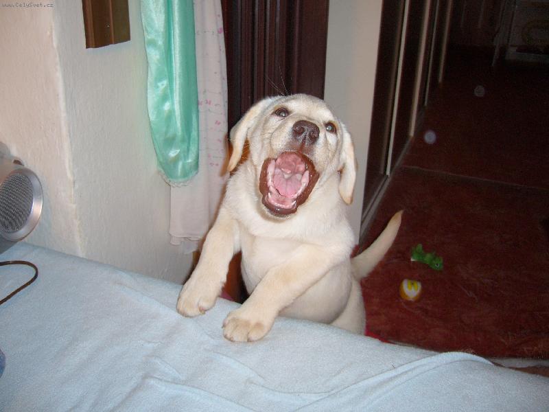 Foto: Salma-to mám zoubky?