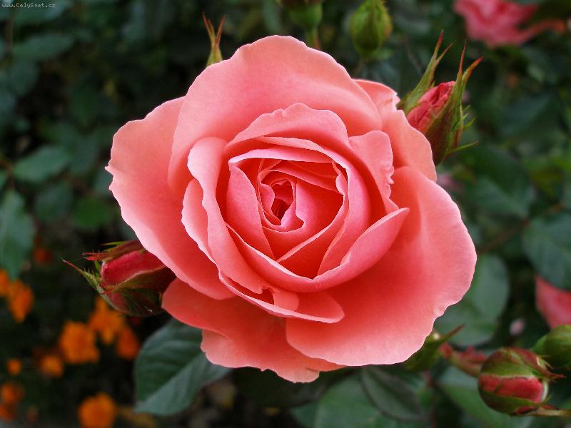 Foto: VZPOMÍNKA NA LÉTO-VNÍMAT KRÁSU