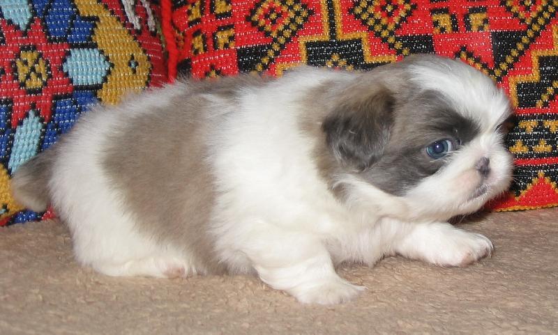 Foto: ZUCKER BOY od Macháčků - věk pět týdnů-Fotit se nebudu, uteču!