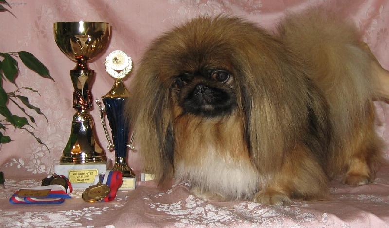 Foto: SHEILA LADY OF Bohemia Orchis ( věk 15 měsíců)