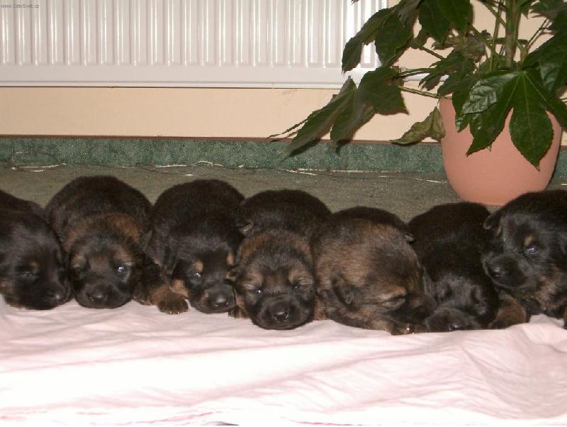 Foto: štrůdl nebo pejsci...?-jsme malincí, ale vyrostou znás skvělí hafani, co vy na to?