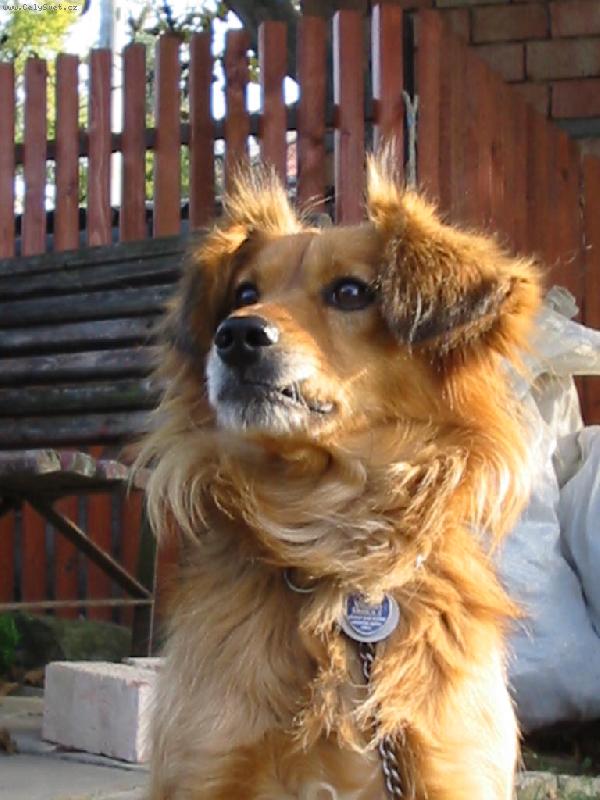 Foto: Pejsek-Zamyšlení