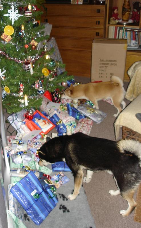 Foto: Vánoce 2006-Co myslí,které dárečky jsou pro nás?