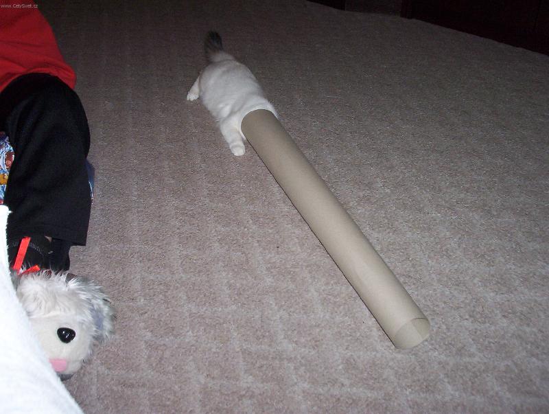 Foto: kočka-Halo je tam někdo ?